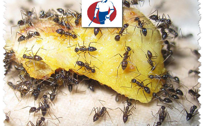 شركة مكافحة النمل بالقطيف