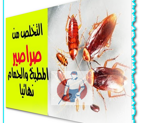 للابد تخلصي من صراصير المطبخ