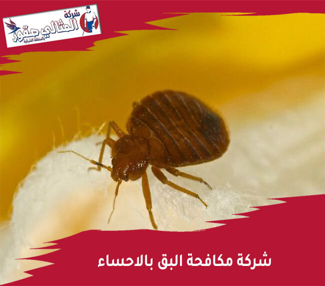 شركة مكافحة البق بالاحساء
