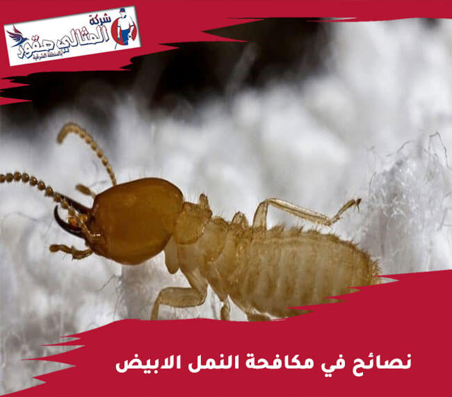 نصائح في مكافحة النمل الابيض