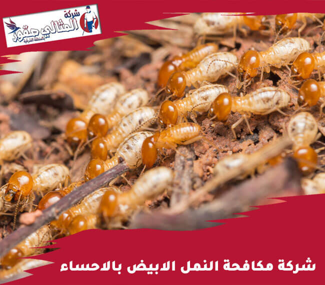 شركة مكافحة النمل الابيض بالاحساء