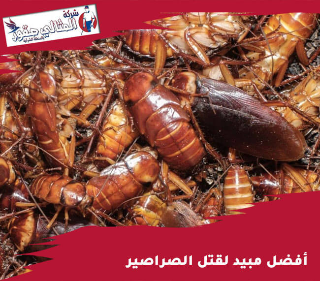 أفضل مبيد لقتل الصراصير