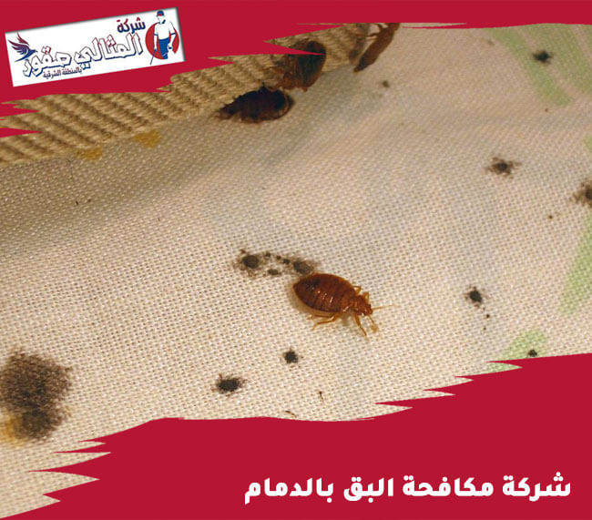 شركة مكافحة بق بالدمام: الحل الأمثل لمشكلة البق في بيئتك المحلية